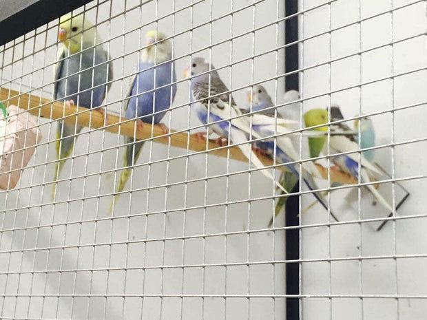 <h4><strong>November Spotlight</strong></h4><h1>Budgies</h1>