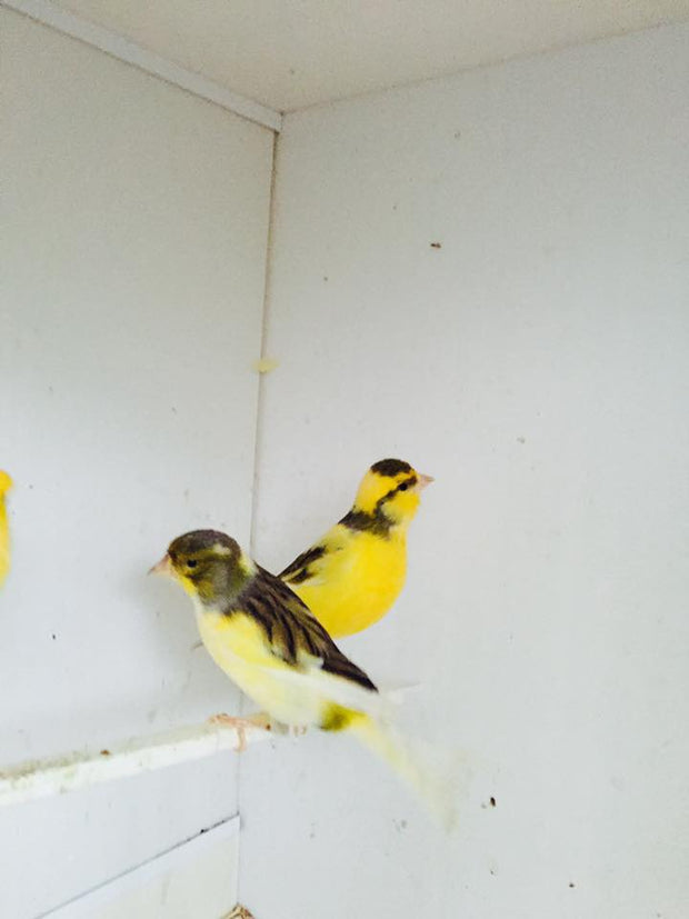 Banner image for: <h2>Mixed Canaries </h2>