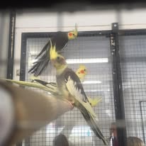 Banner image for: <h2>Cockatiels </h2>
