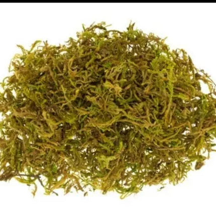 Natural Moss Nesting material