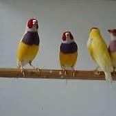 Banner image for: <h2>Gouldian Finches </h2>