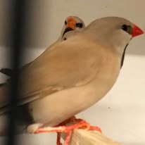 Banner image for: <h2>Hecks Finches </h2>