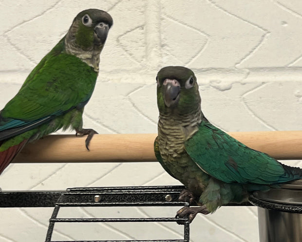 Banner image for: <h2>Hand Reared Conures </h2>