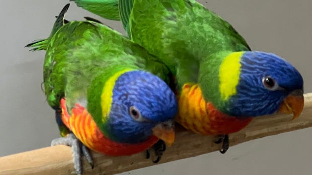 Banner image for: <h2>Rainbow Lorikeets</h2>