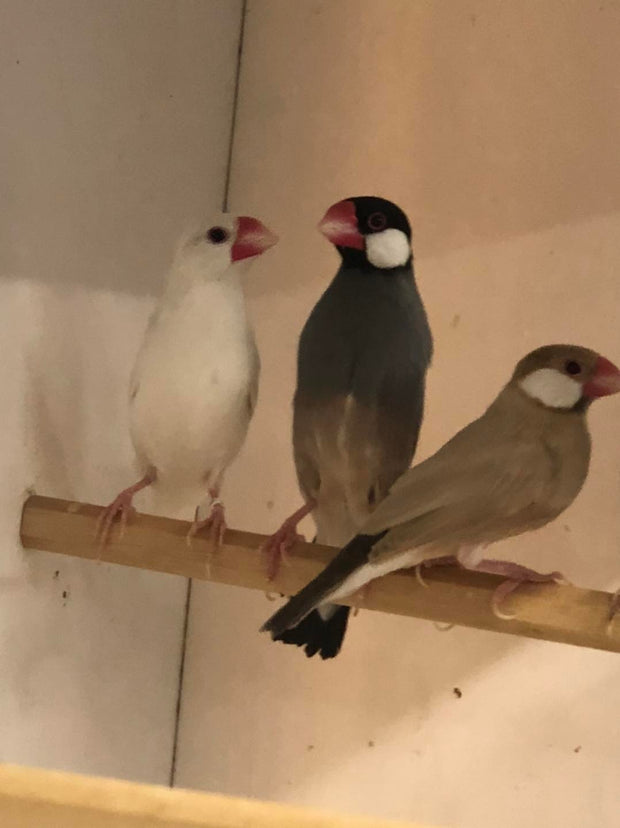 Banner image for: <h2>Jarva Sparrow</h2>