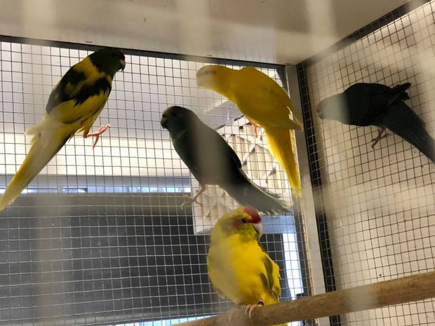 Banner image for: <h2>Kakariki</h2>