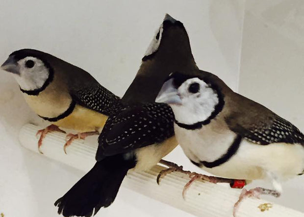 Banner image for: <h2>Owl Finches</h2>