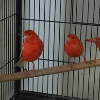 Banner image for: <h2>Red Factor Canaries</h2>