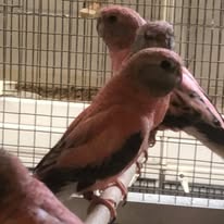 Banner image for: <h2>Rosa Bourkes</h2>