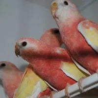 Banner image for: <h2>Rubino Bourkes </h2>