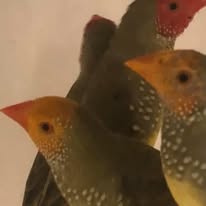 Banner image for: <h2>Star Finches</h2>