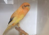 Banner image for: <h2>Yorkshire Canaries</h2>