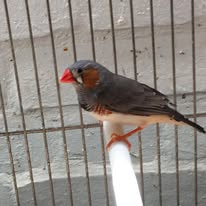 Banner image for: <h2>Zebra Finches</h2>