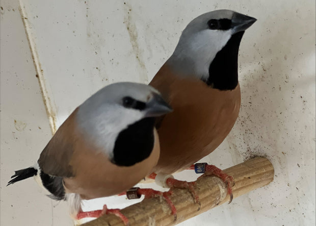 Banner image for: <h2>Parsons Finches </h2>