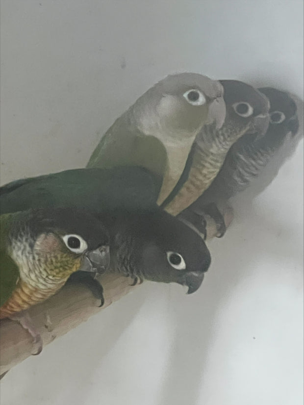 Banner image for: <h2>Adult Pairs Conures </h2>