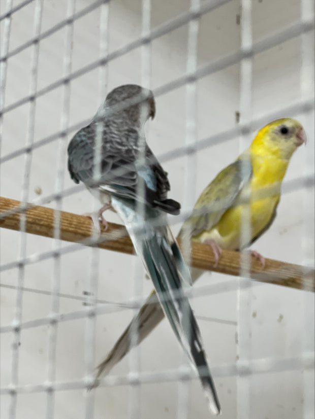 Banner image for: <h2>Red Rump Pairs and Spare hens </h2>