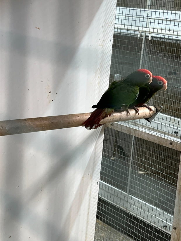 Banner image for: <h2>Bonded Pair Rosie Fronted Conures </h2>