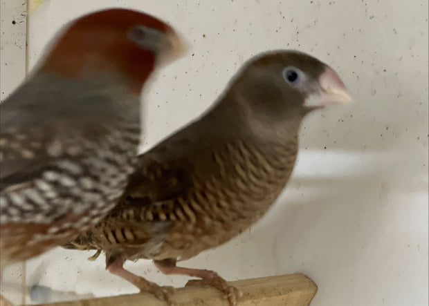 Banner image for: <h2>Red Headed Finch Pair</h2>