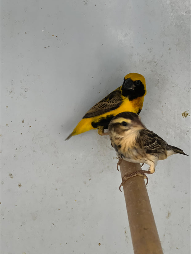 Banner image for: <h2>Napoleon Weavers</h2>